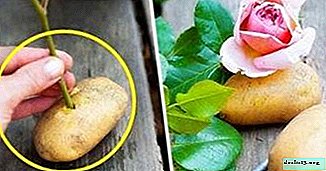 "Hoa hồng trong khoai tây." Làm thế nào để trồng một bông hoa từ cành giâm tại nhà?