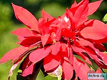 The Christmas Star is fading: what if the poinsettia is sick and drops its leaves in December?