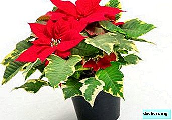 A Christmas star in your home: caring for poinsettia after shopping and flower propagation
