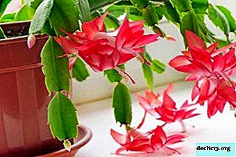 «Cactus de Noël» décembriste - comment l’arroser correctement pour qu’il fleurisse magnifiquement et soit en bonne santé?