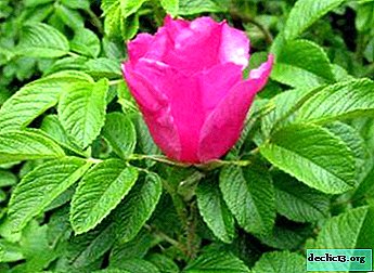Rugosa ou rose ridée - photo, description des variétés, nuances de culture