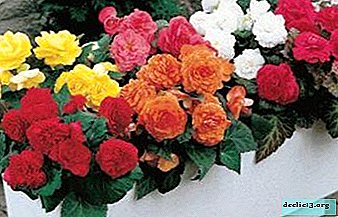 Vrtna begonija: opis, nega in razmnoževanje rože
