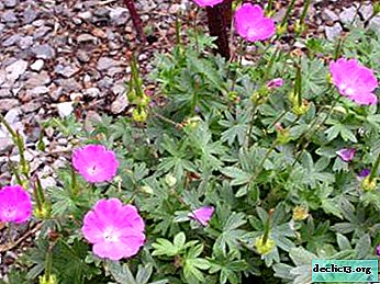 Garden geranium Max Fry blood red: cultivation and care features