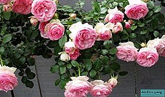 Garden beauty for all time - rose Pierre de Ronsard! How to propagate a flower and take care of it?
