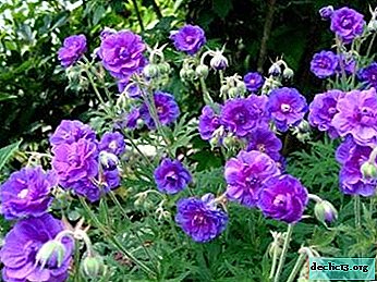 Garden perennial geranium on your site: description, reproduction and care