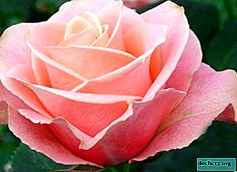 Garden rose Agangement: description and photo of the variety, flowering features, care rules, reproduction and other nuances