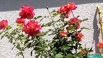 Havedekoration - rose Harlequin Miam Decor. Beskrivelse, fotos og tip til dyrkning af en klatreskønhed