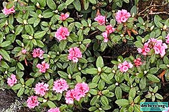 Sagan daila ali rododendron Adams: zgodovina, opis, prednosti in fotografije rastlin