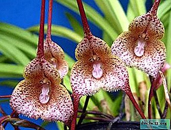 Najbolj nenavadna orhidejska drakula: opis, nega in fotografija rastline