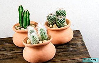 Les raisons les plus courantes pour lesquelles le cactus ne fleurit pas, ce qu'il faut faire pour fleurir, ainsi que des conseils pour prendre soin de la plante