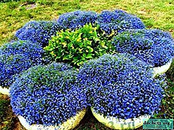 The most beautiful and unpretentious varieties of ampel lobelia: what care do they like?