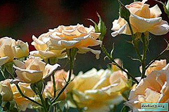 De bedste sorter af roser til Sibirien, Ural og det centrale Rusland og de særegenheder ved deres dyrkning