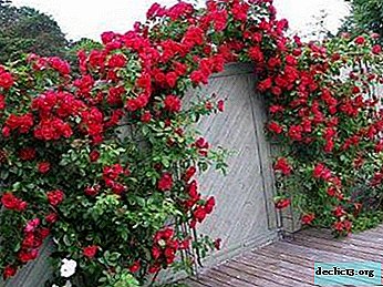 As espécies e variedades mais populares, bonitas e perfumadas de rosas trepadeiras - descrição e foto