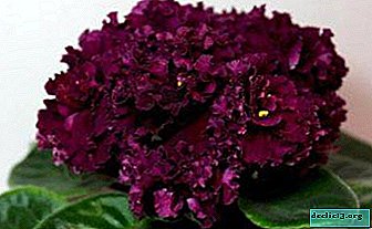 As variedades mais populares de violetas da série AB: Floresta Misteriosa, Casamento Cigano, Bomba e outras obras do criador Violet