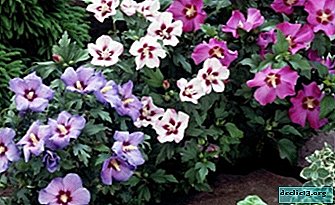 Les variétés les plus populaires d'hibiscus syrien pour le jardin: les règles de base de la culture et de la reproduction