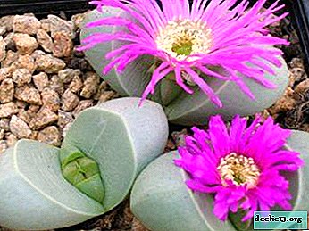 The most popular types of lithops: description and photo