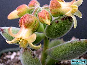 A coisa mais importante sobre o cotilédone suculento em flor: espécies, características da reprodução e cuidados