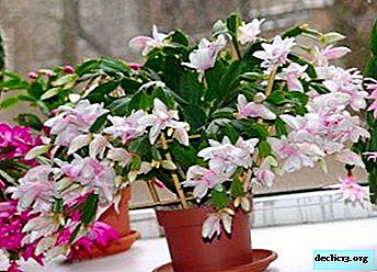 Description of the species Schlumbergera truncata, features of reproduction, planting and care of a flower