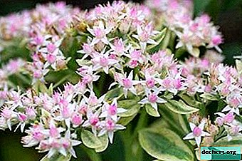 Sedum white-pink and its varieties "Frosty Morne" and "Media Variegatum: description, tips for planting and care