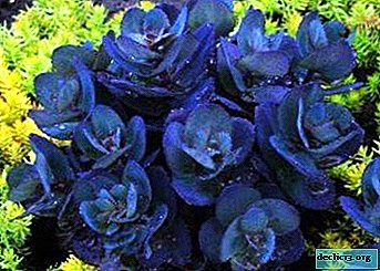 Sedum "Pérola Azul" ou a Pérola Azul do seu jardim