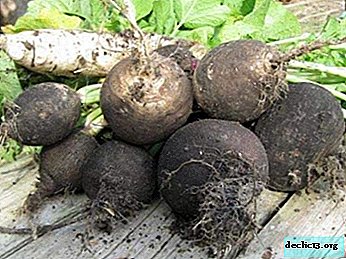 The secrets of a good harvest of radish. How to grow a vegetable in open ground, a greenhouse and at home? - Vegetable growing