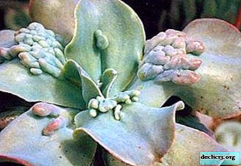 Secrets and methods of propagation of echeveria