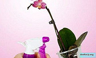Die Geheimnisse des richtigen Sprühens von Orchideen