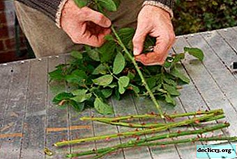 Secrets of rose propagation - how to grow a flower from cuttings?