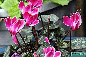 Secrets of cyclamen care at home