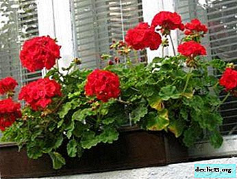 Secrets of caring for geraniums: what to do with faded flowers and whether to trim the plant? - Home plants