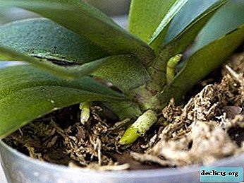 Secretos de la floricultura exitosa: ¿cómo crece el tallo de la flor en phalaenopsis?