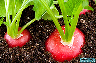 Les secrets de la croissance des radis. Sélection de variétés et instructions pour la culture et l'entretien des tubercules