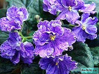 Masterpieces of selection by Evgeny Arkhipov: violets "Egorka-Molodets", "Aquarius" and other varieties. Detailed descriptions and photos