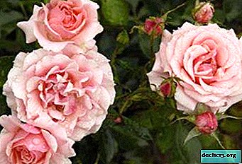 Beleza deslumbrante - Grandiflora rosa. Variedades, diferenças de outras espécies, dicas para cultivar e usar