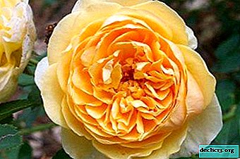 Chic Rose Golden Celebration: description, photo, care and other useful information