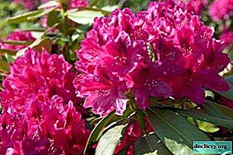 Chic rododendro Katevbinsky - descripción, especialmente la siembra y el cuidado