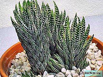 Cute succulent haworthia: species, their names with description and photo
