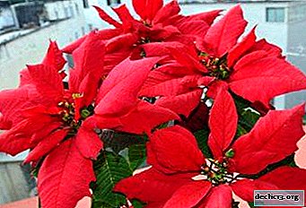 El resplandor de una estrella de Navidad en el alféizar de la ventana. ¿Cómo cuidar la flor de pascua roja en casa?