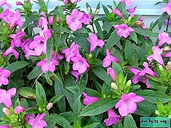 Ruellia de cuento de hadas: cultivar, propagar y cuidar una planta en casa, así como una foto de una flor