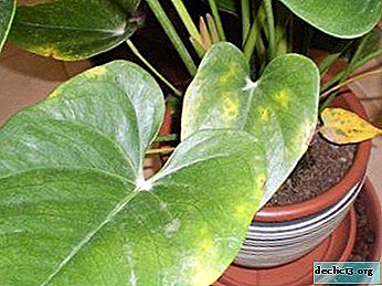 Ambulance to a green friend - why do the leaves of the anthurium turn yellow and what to do to save it?