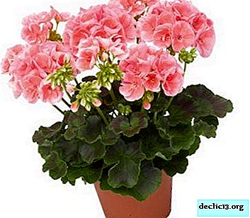 A modest but cute indoor geranium: popular varieties and rules for home care - Home plants