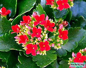 A modest home doctor - Kalanchoe: medicinal properties, types, features of care