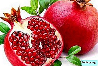 Difficult, but possible! How to grow pomegranate from seed in open ground?