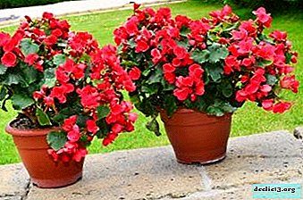 The difficulties of classifying begonias by species and a description of all its varieties with names and photos