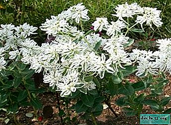“Snow peaks” in your home - what is euphorbia bordered? Plant Description and Care