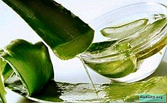 Reducing joint pain - the healing properties of aloe and recipes for compresses, rubbing and other means