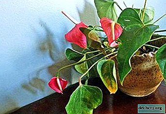 Are the tips of the leaves dry in the anthurium? Why is this happening and what needs to be done?