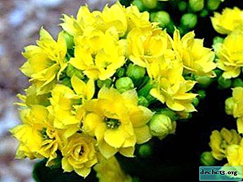Solar interior decoration: all about the amazing yellow Kalanchoe