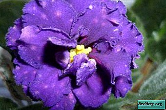 Variedad violeta "Chanson": ¿en qué se diferencia y cómo cultivarla?