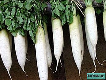 Variety of Chinese radish "Fang of an elephant": a description of the hybrid, the nuances of growing and application - Vegetable growing
